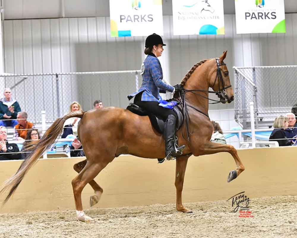 American Saddlebred Hunter Pleasure Horse