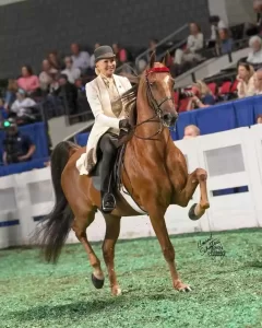 American saddlebred horse & rider
