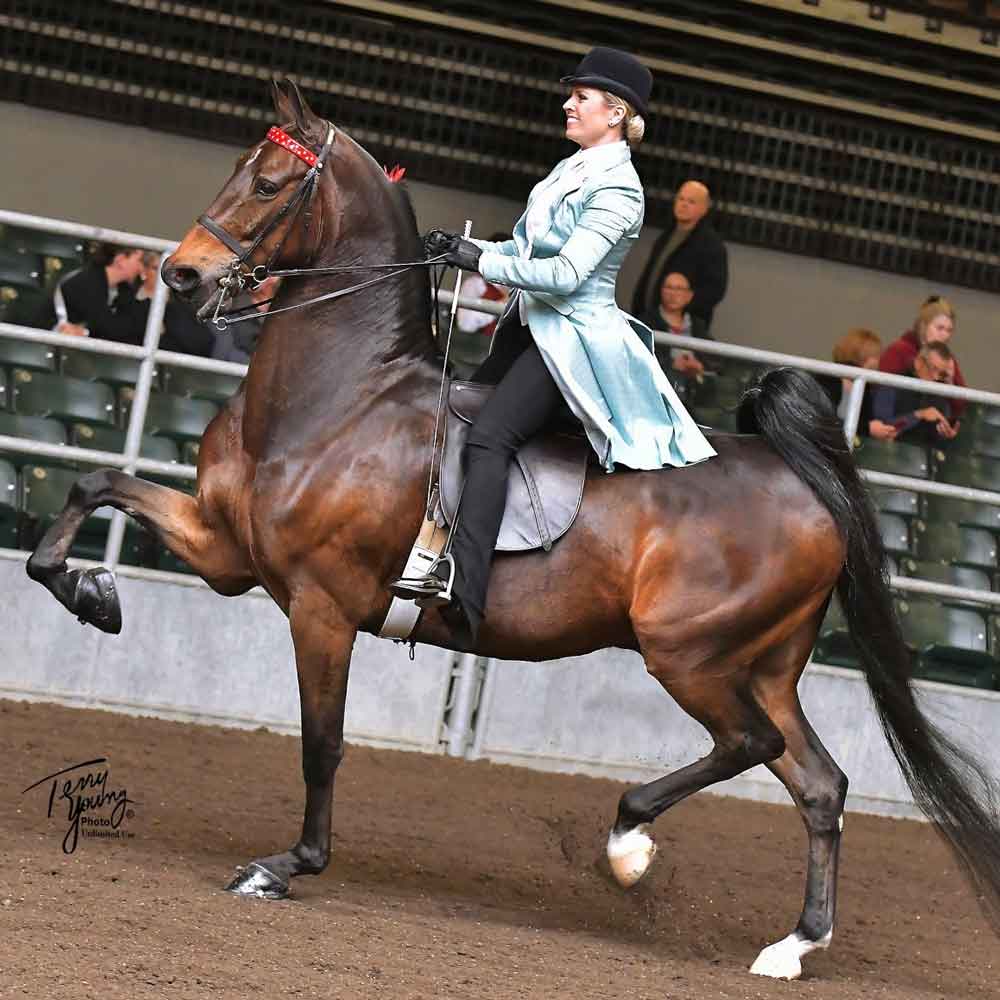 Bay American Saddlebred Horse & Rider