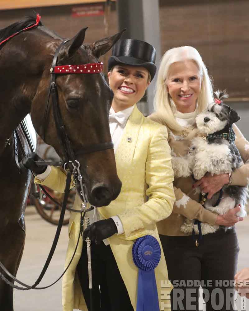 Bay American Saddlebred Horse after winning class