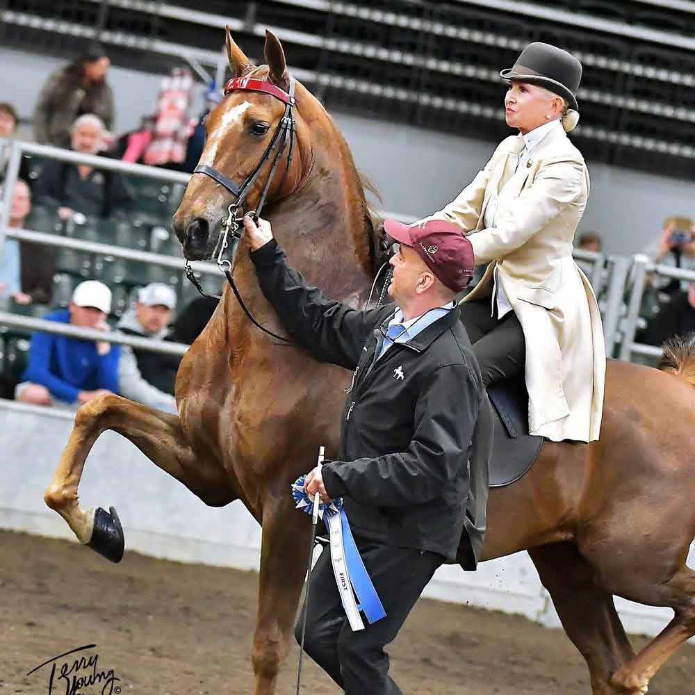 American Saddlebred victory pass with Jim Lowry, trainer