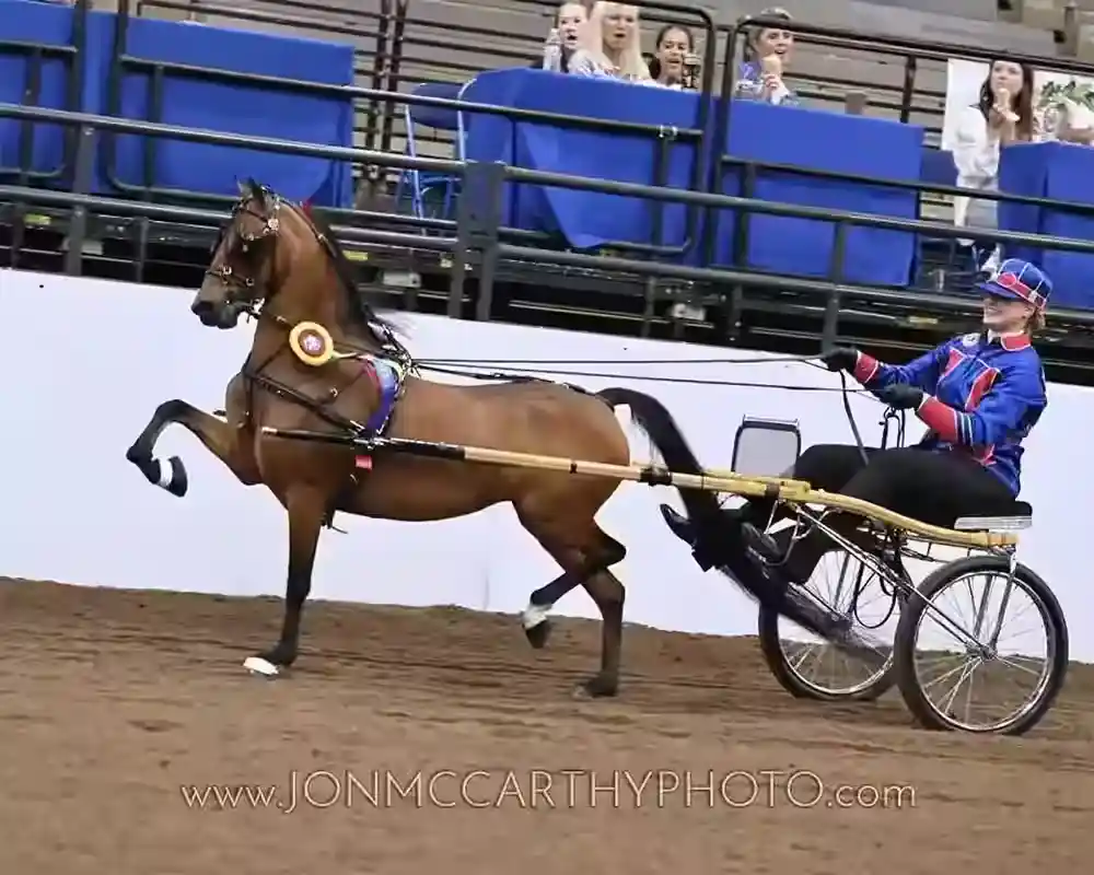 roadster pony